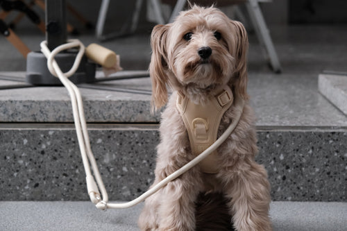 4in1 Dog Leash Freehand Adjustable Crossbody Hip Set