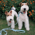 Magnetic Quick-Connect Leash & Collar Set